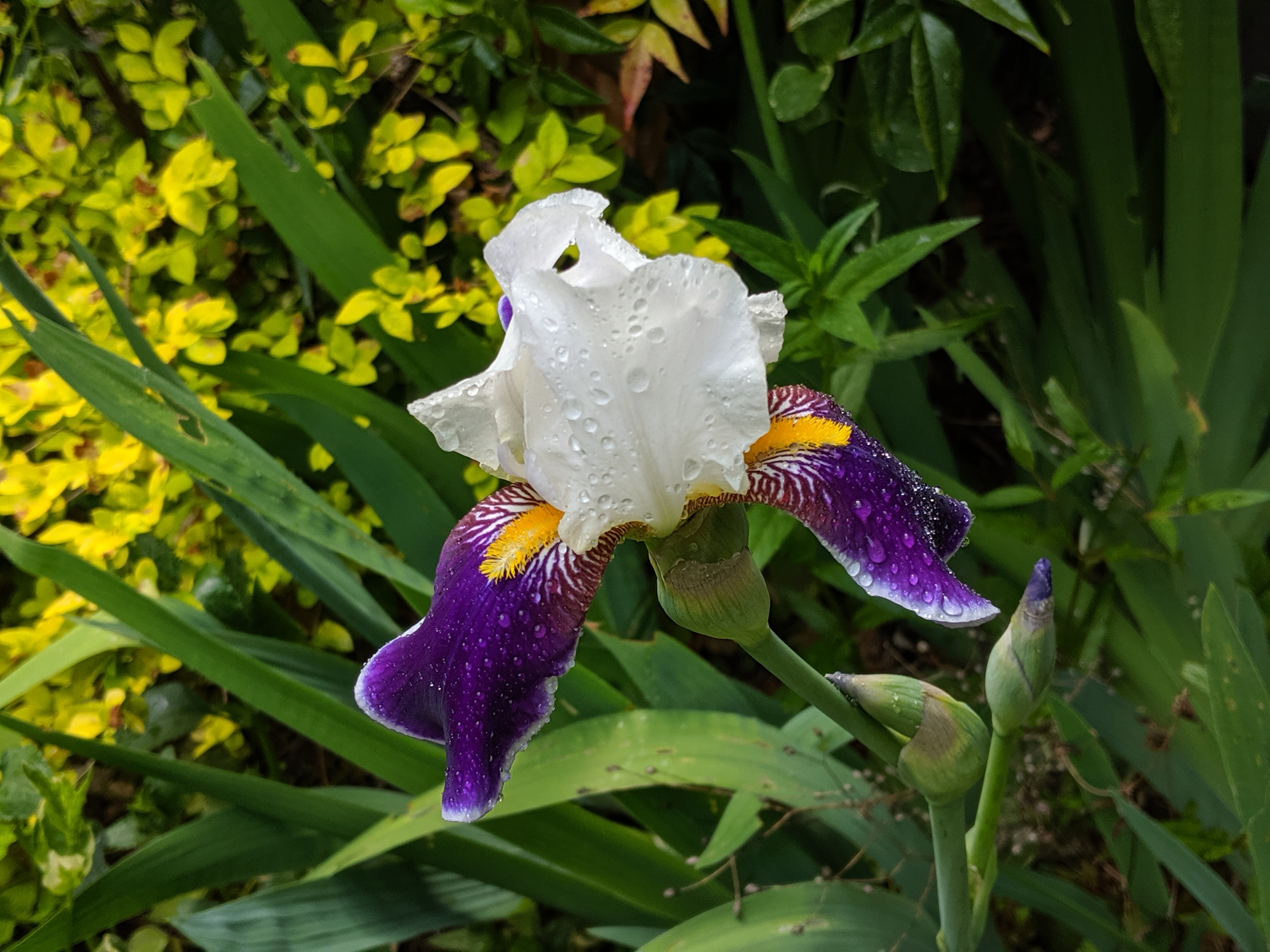 Irises for Mother’s Day