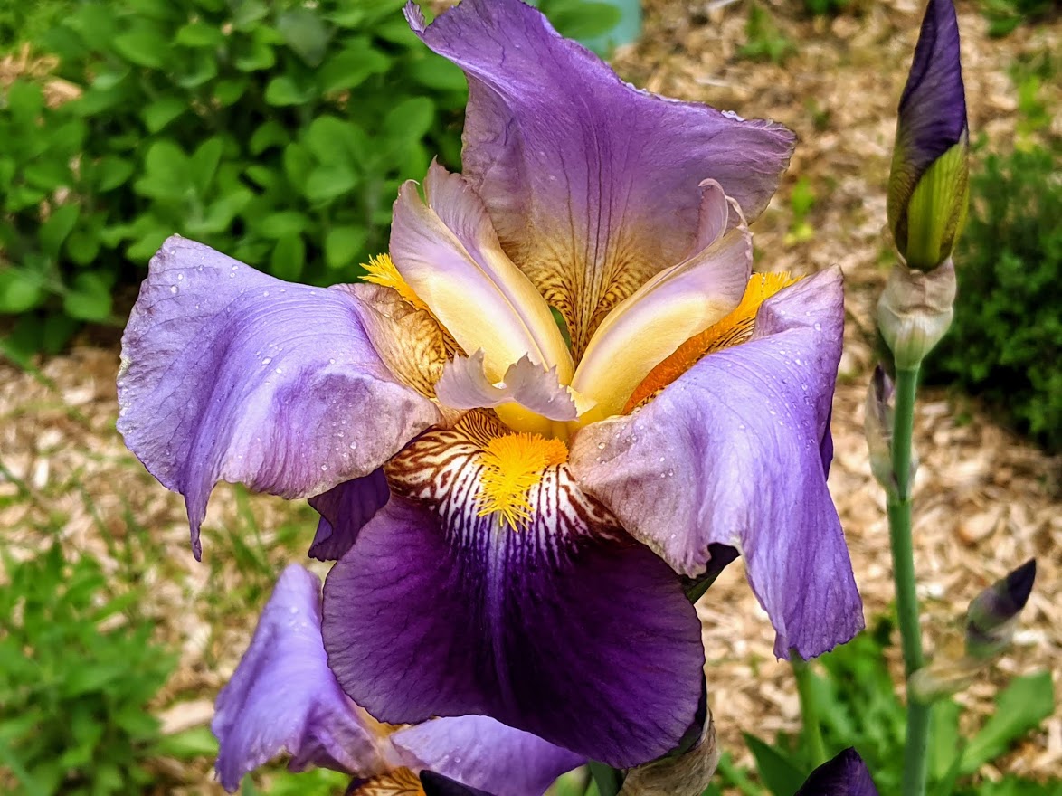 Bearded Irises Make Their Appearance