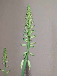 Close-up of an aloe vera flower stalk with green and yellow buds.