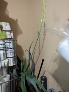 Mature aloe vera plant with two tall flower stalks blooming.